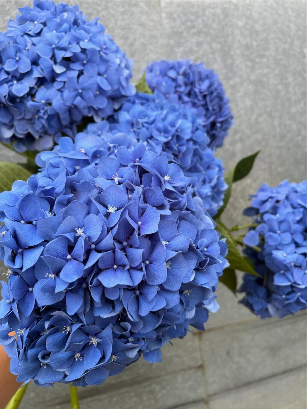 Instagram post from paddoxflowers. This post is in position 2.