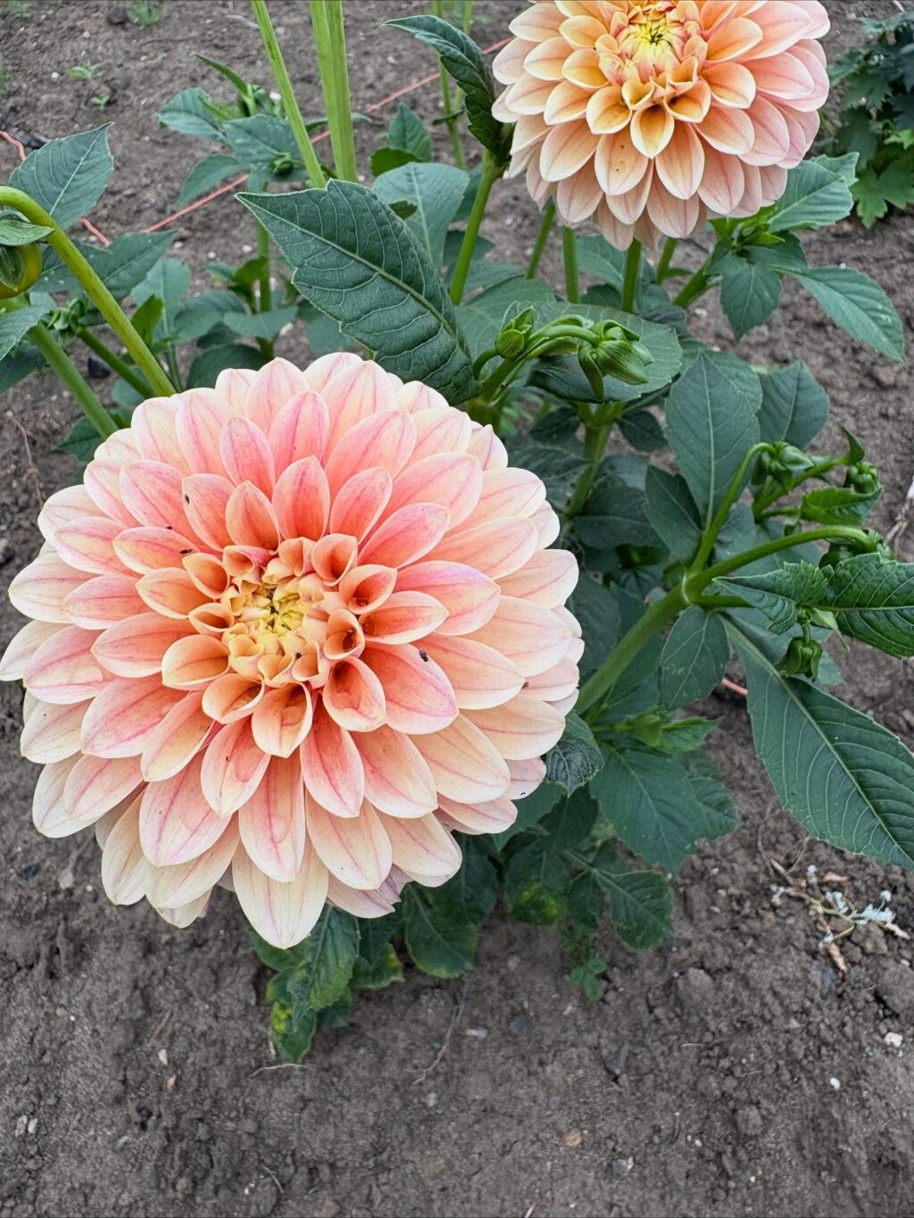 Instagram post from paddoxflowers. This post is in position 3.